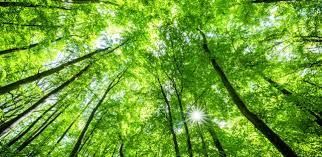 MIDORI